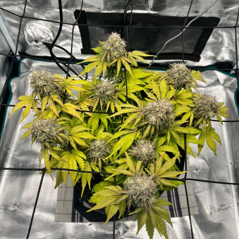 Mimosa auto growlog timeline photo