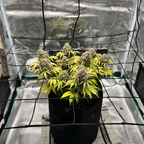 Mimosa auto growlog timeline photo