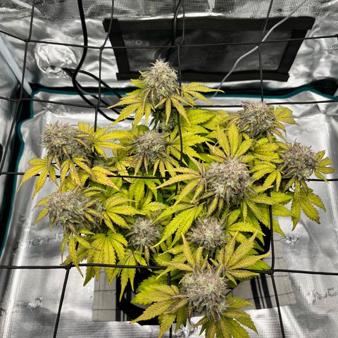 Mimosa auto growlog timeline photo