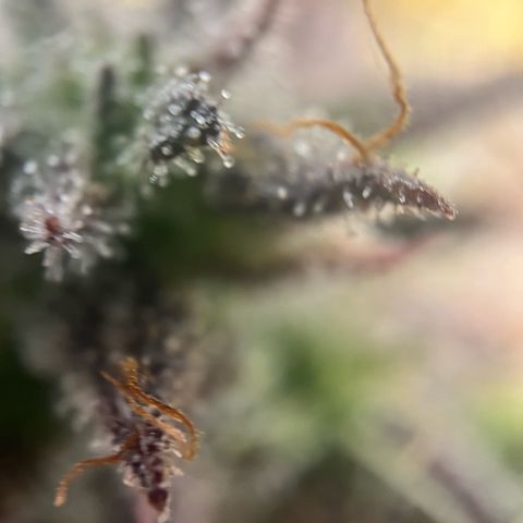Mimosa auto growlog timeline photo