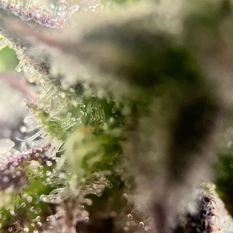 Mimosa auto growlog timeline photo