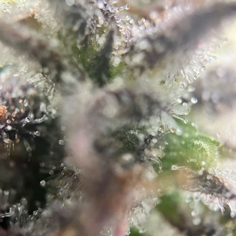 Mimosa auto growlog timeline photo