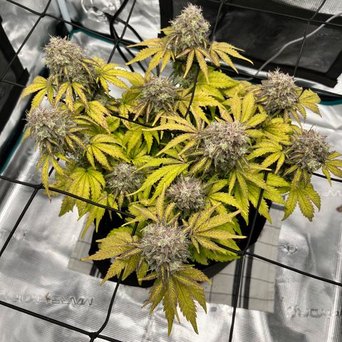 Mimosa auto growlog timeline photo