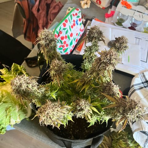 Mimosa auto growlog timeline photo