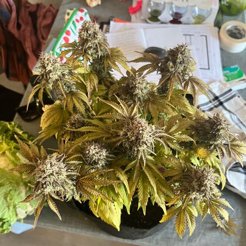 Mimosa auto growlog timeline photo