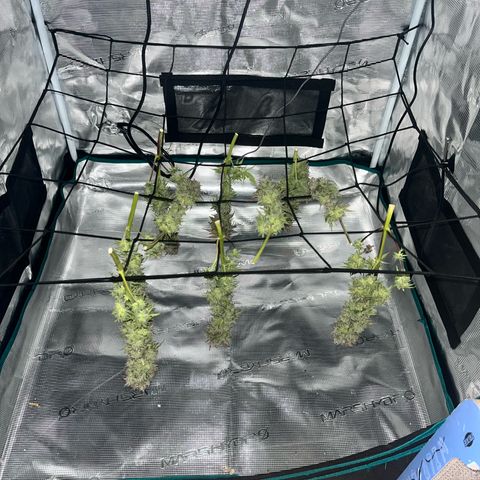 Mimosa auto growlog timeline photo