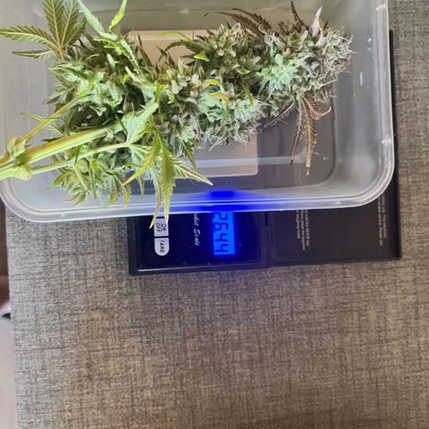Mimosa auto growlog timeline photo