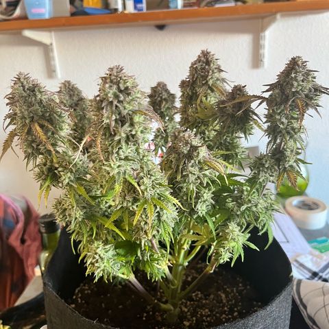 Mimosa auto growlog timeline photo