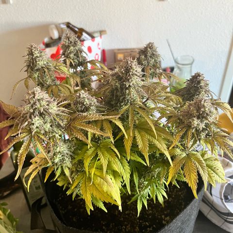 Mimosa auto growlog timeline photo