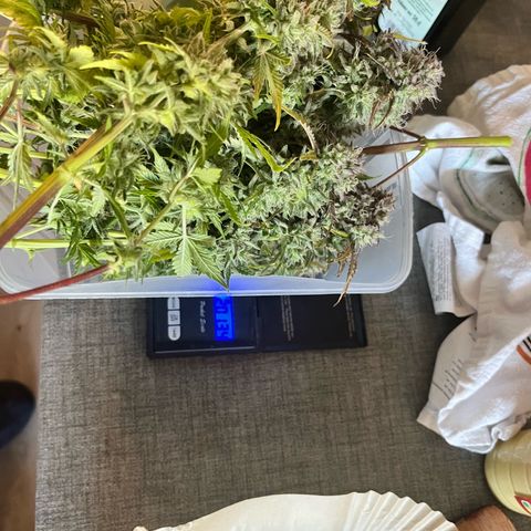 Mimosa auto growlog timeline photo