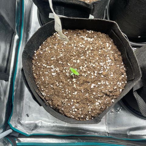 Apple growlog timeline photo