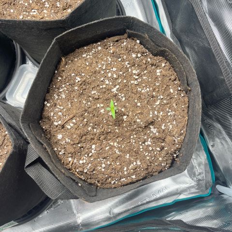 Hulk growlog timeline photo