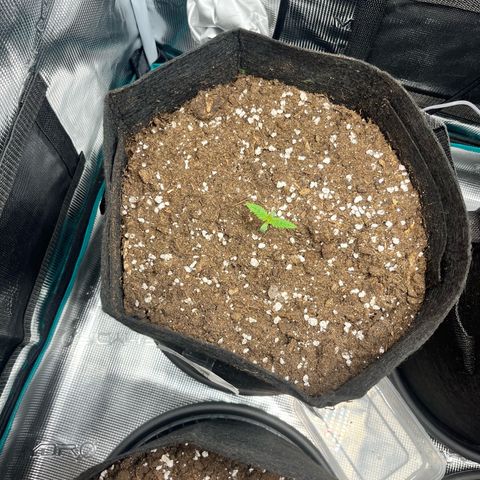 Mexican growlog timeline photo