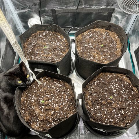 Hulk growlog timeline photo
