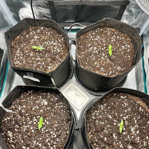 Hulk growlog timeline photo