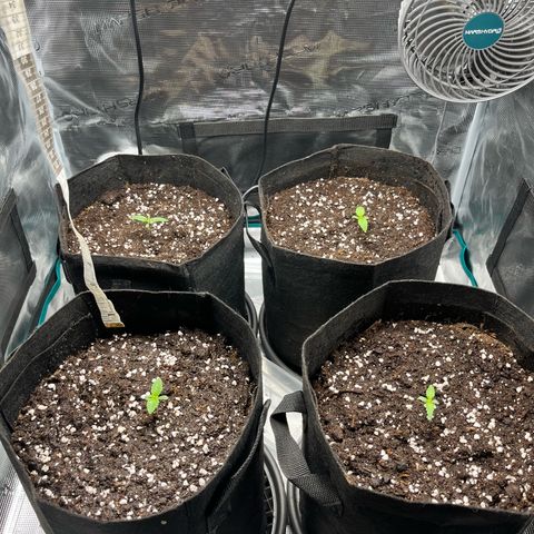 Hulk growlog timeline photo