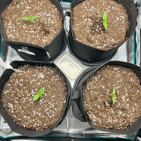 Hulk growlog timeline photo