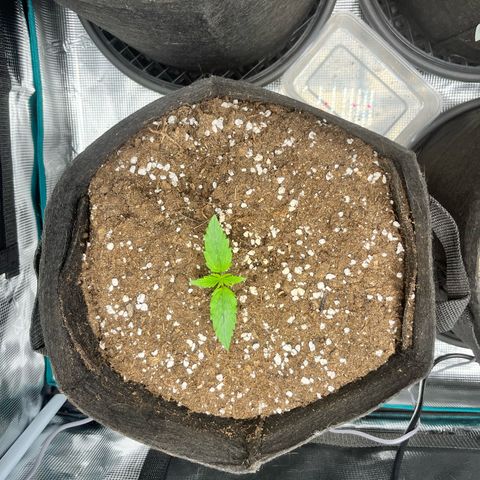 Mexican growlog timeline photo