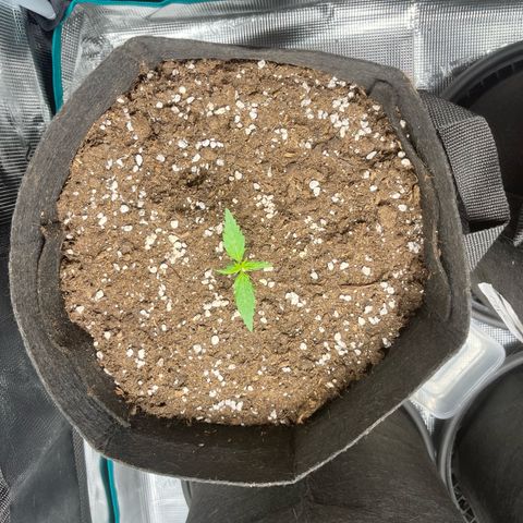Hulk growlog timeline photo