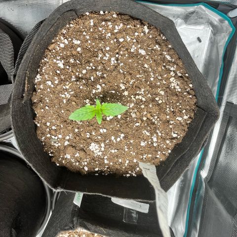 Apple growlog timeline photo