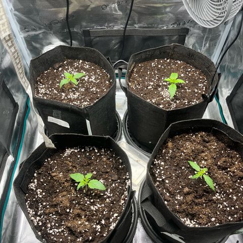 Hulk growlog timeline photo