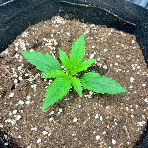 Mexican growlog timeline photo