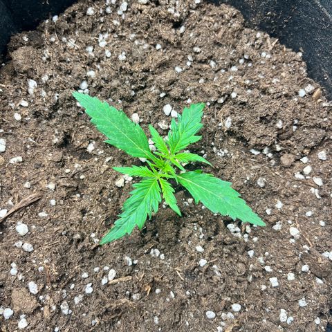 Apple growlog timeline photo