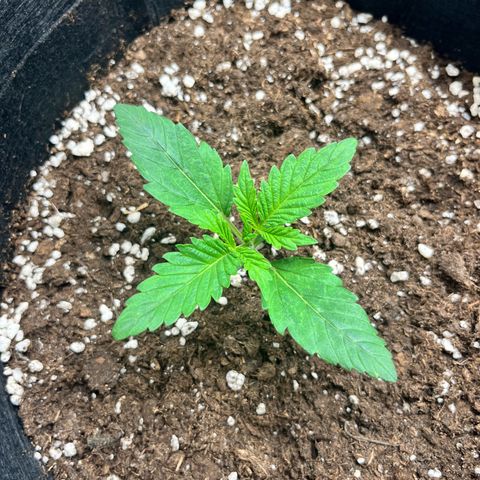 Hulk growlog timeline photo