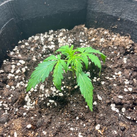Apple growlog timeline photo