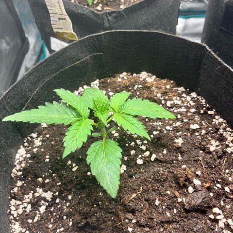 Hulk growlog timeline photo