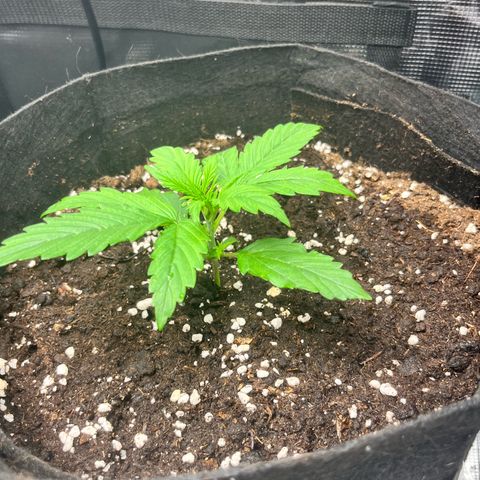 Mexican growlog timeline photo