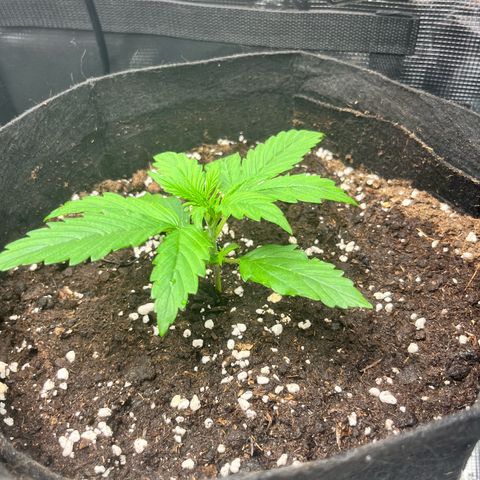 Mexican growlog timeline photo