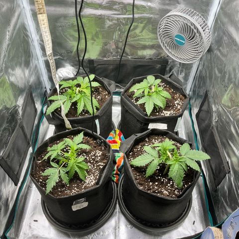 Hulk growlog timeline photo