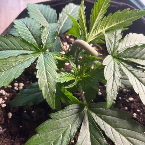 Mexican growlog timeline photo