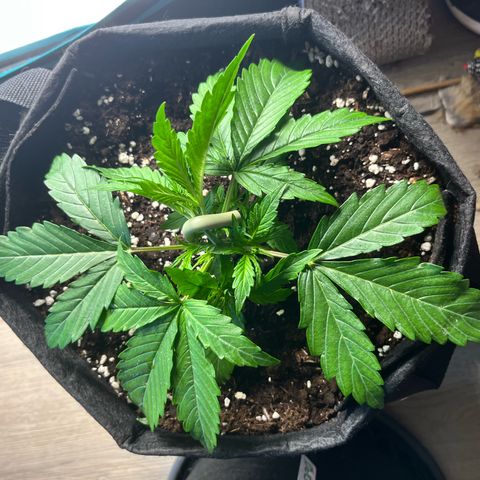 Mexican growlog timeline photo