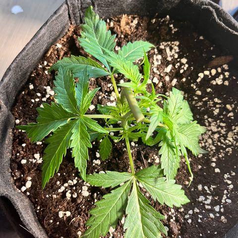 Apple growlog timeline photo