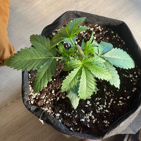 Hulk growlog timeline photo