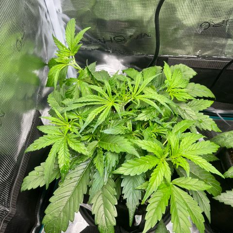 Mexican growlog timeline photo