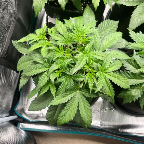 Hulk growlog timeline photo