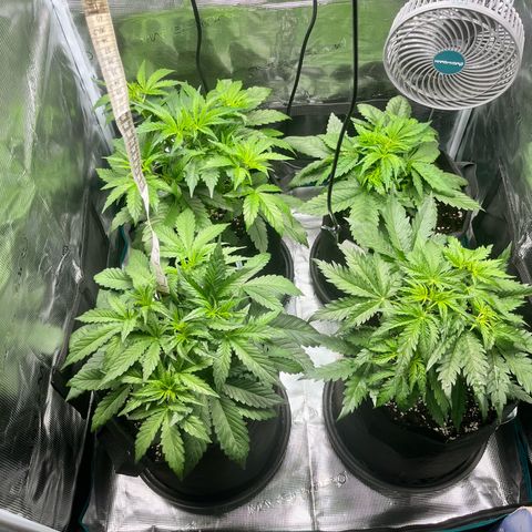 Hulk growlog timeline photo