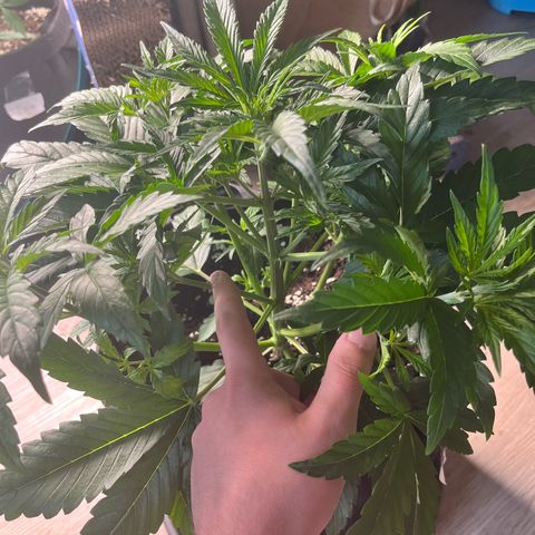Mexican growlog timeline photo