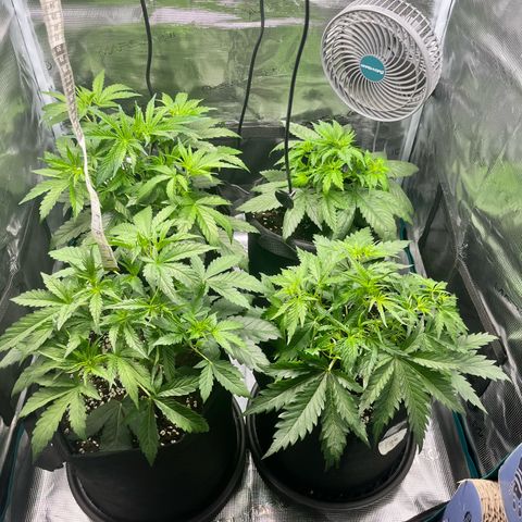 Hulk growlog timeline photo