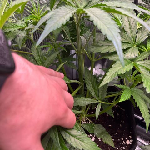 Mexican growlog timeline photo