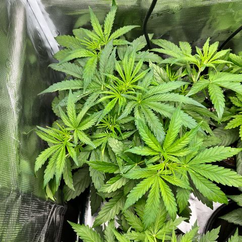 Mexican growlog timeline photo