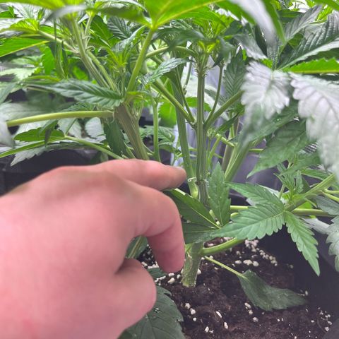 Hulk growlog timeline photo