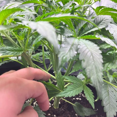 Hulk growlog timeline photo