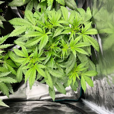 Hulk growlog timeline photo