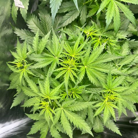 Apple growlog timeline photo