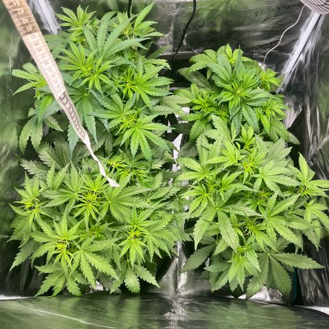Hulk growlog timeline photo