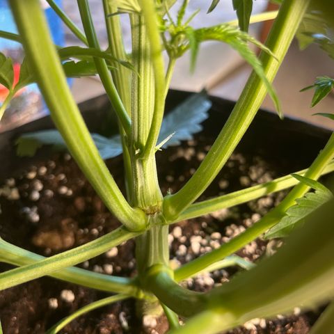 Hulk growlog timeline photo